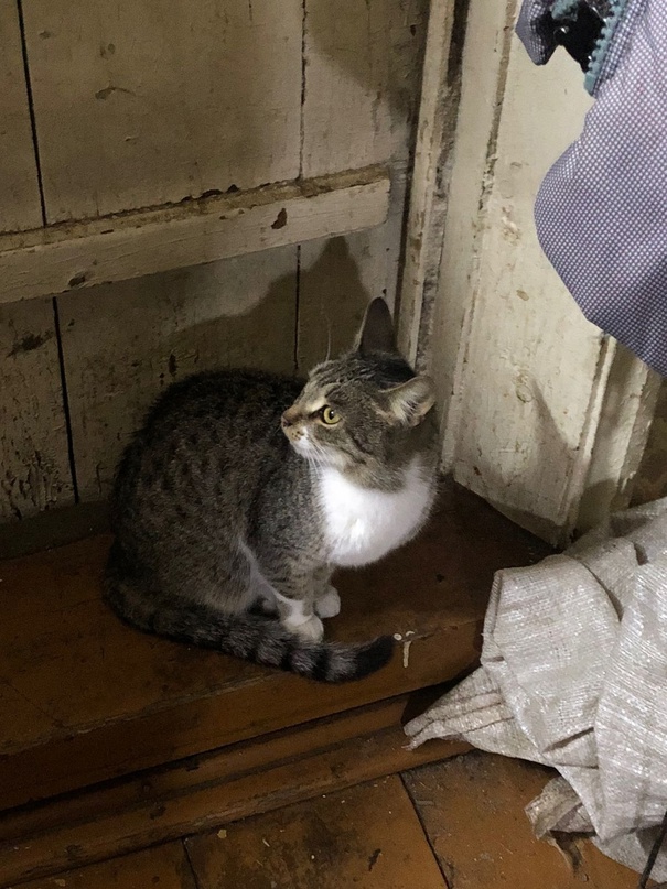 Под Костромой ищут новый дом кошки, дважды потерявшие хозяев