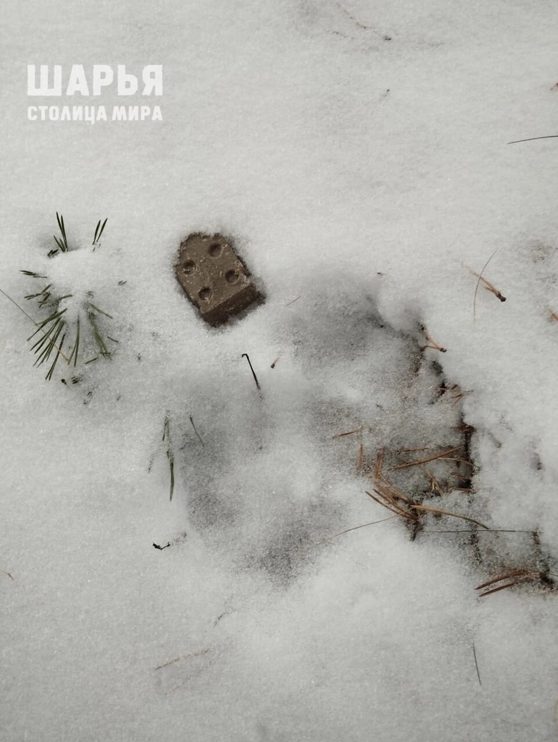 Диких зверей под Костромой угощают съедобной прививкой от бешенства