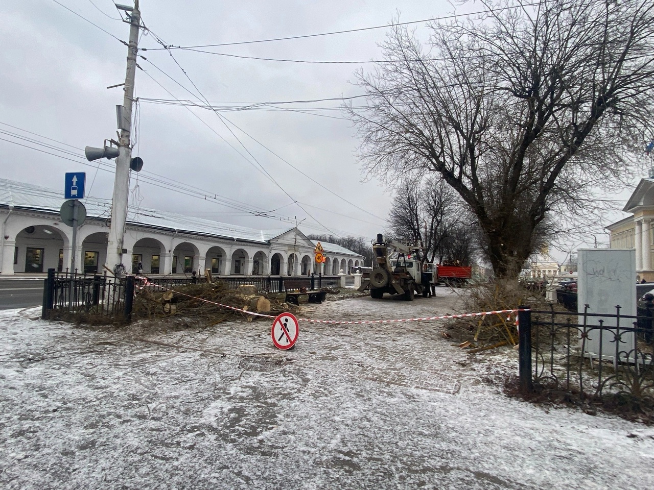 Липы в центре Костромы отправили на дрова