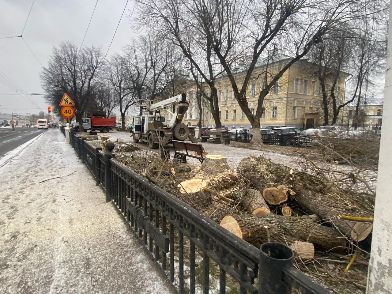 Липы в центре Костромы отправили на дрова