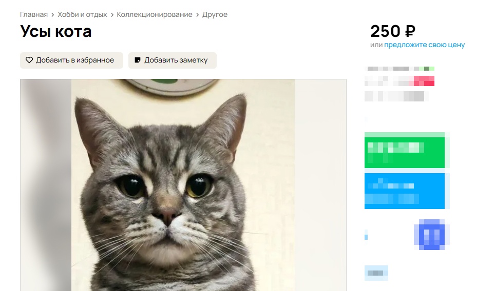 Под Костромой продают усы живого кота