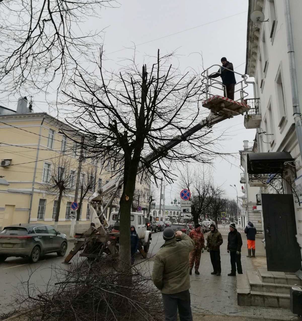 Коммунальщики омолодят деревья в Костроме