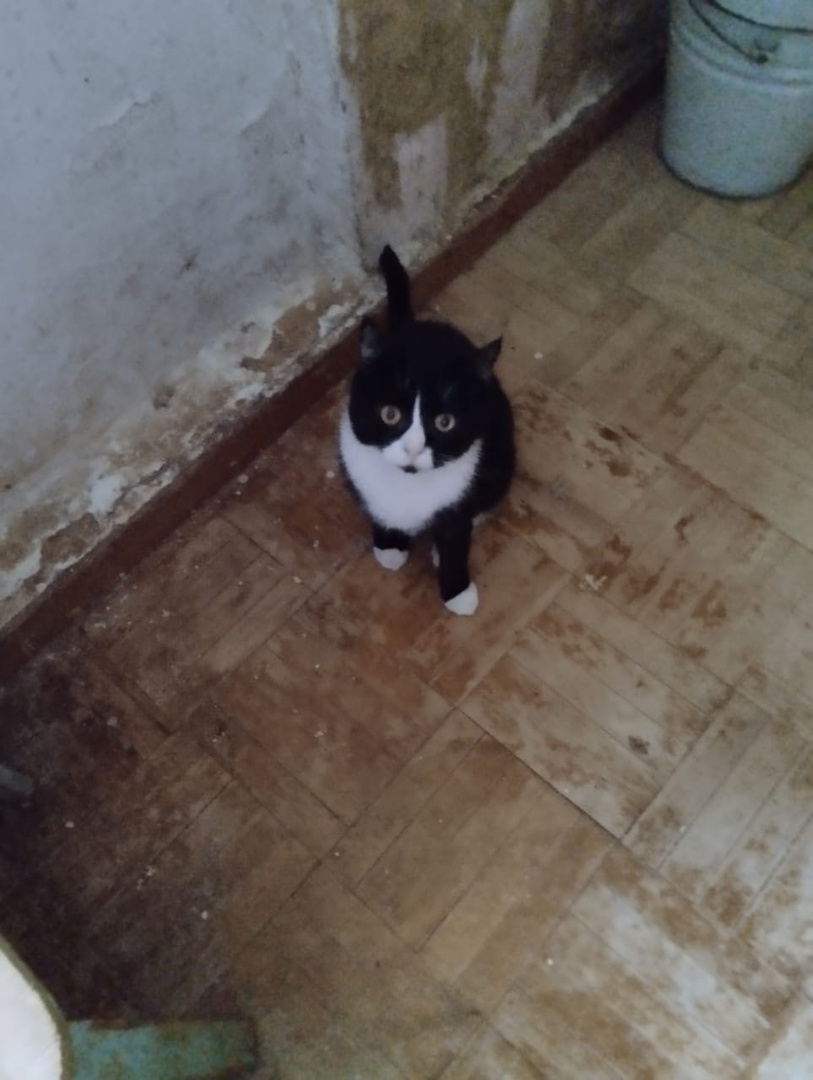 Хозяйку 20 кошек в Костроме обязали избавиться от всех своих питомцев