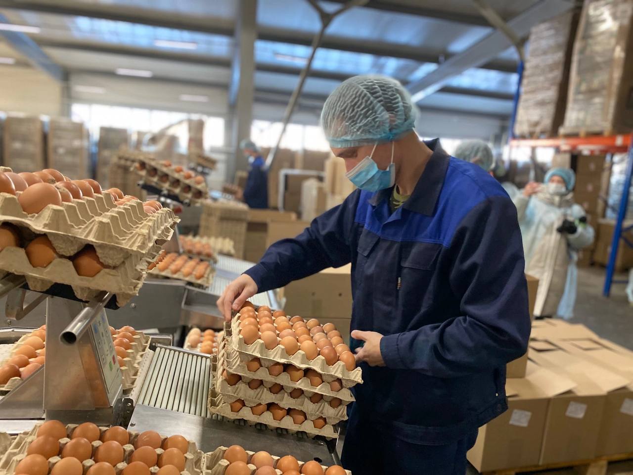 К концу года Костромская область произведет  миллиард яиц