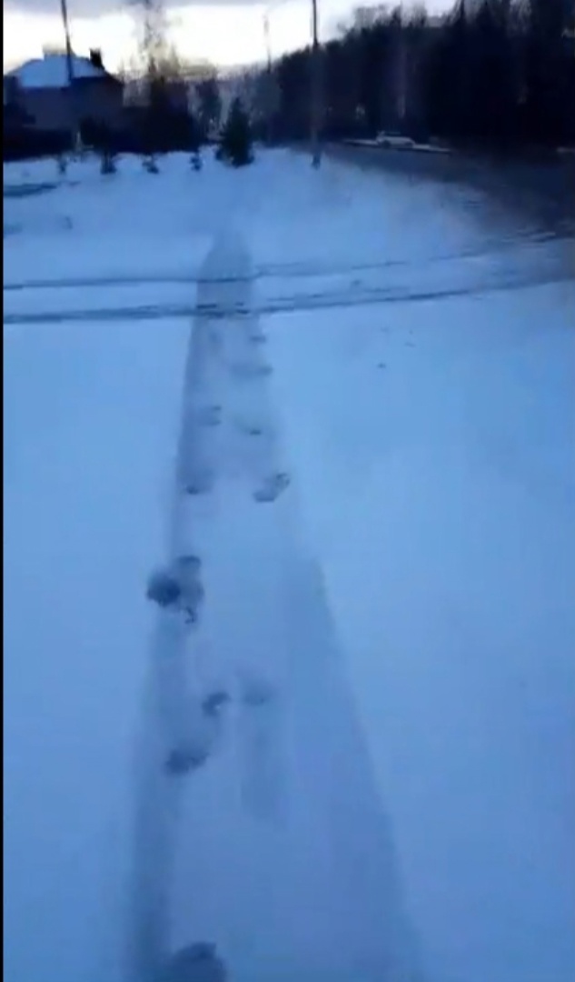 Костромич на "мотособаке" проложил землякам путь до цивилизации