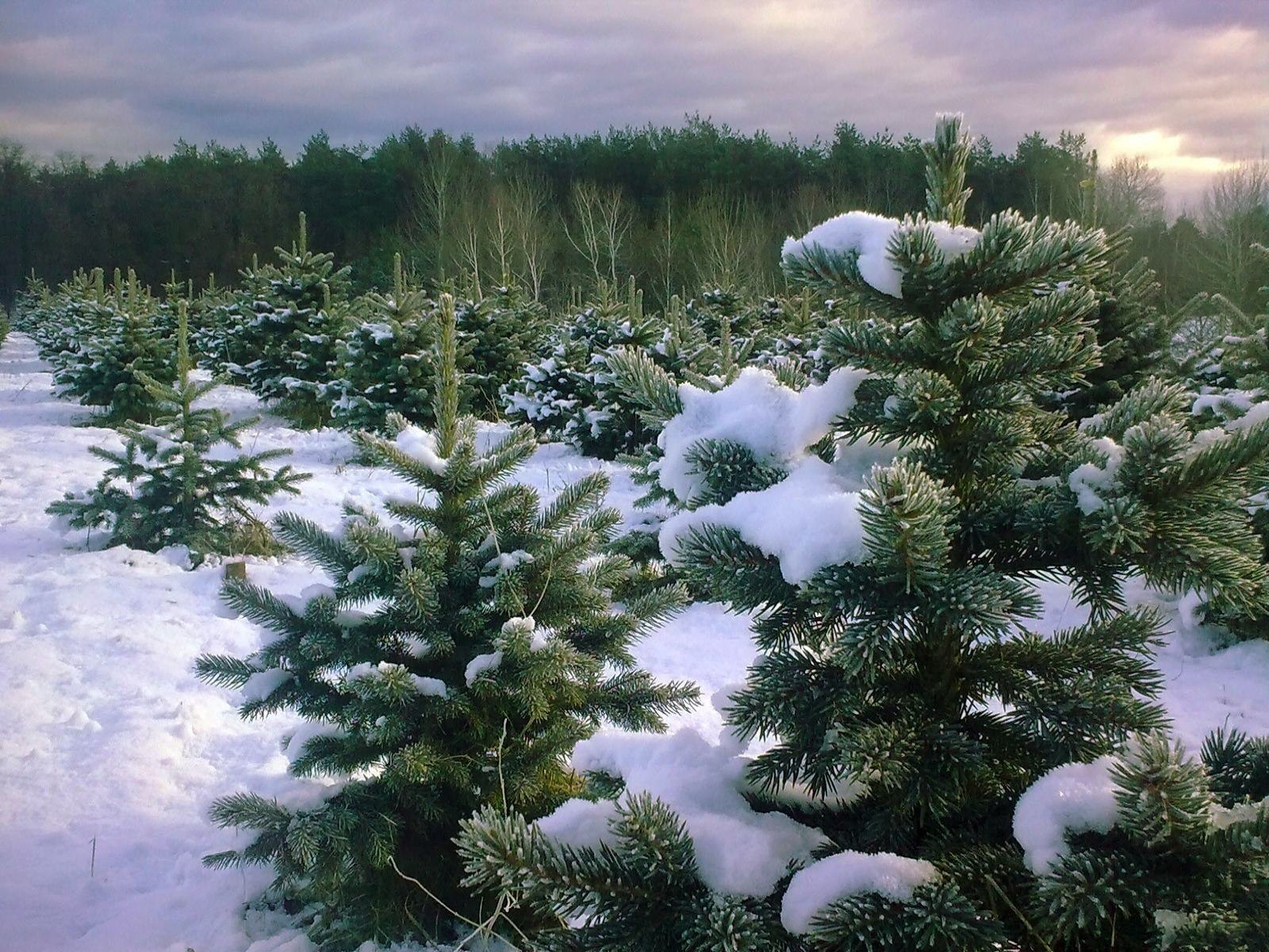 В Костромской области плотно засадили новый лес