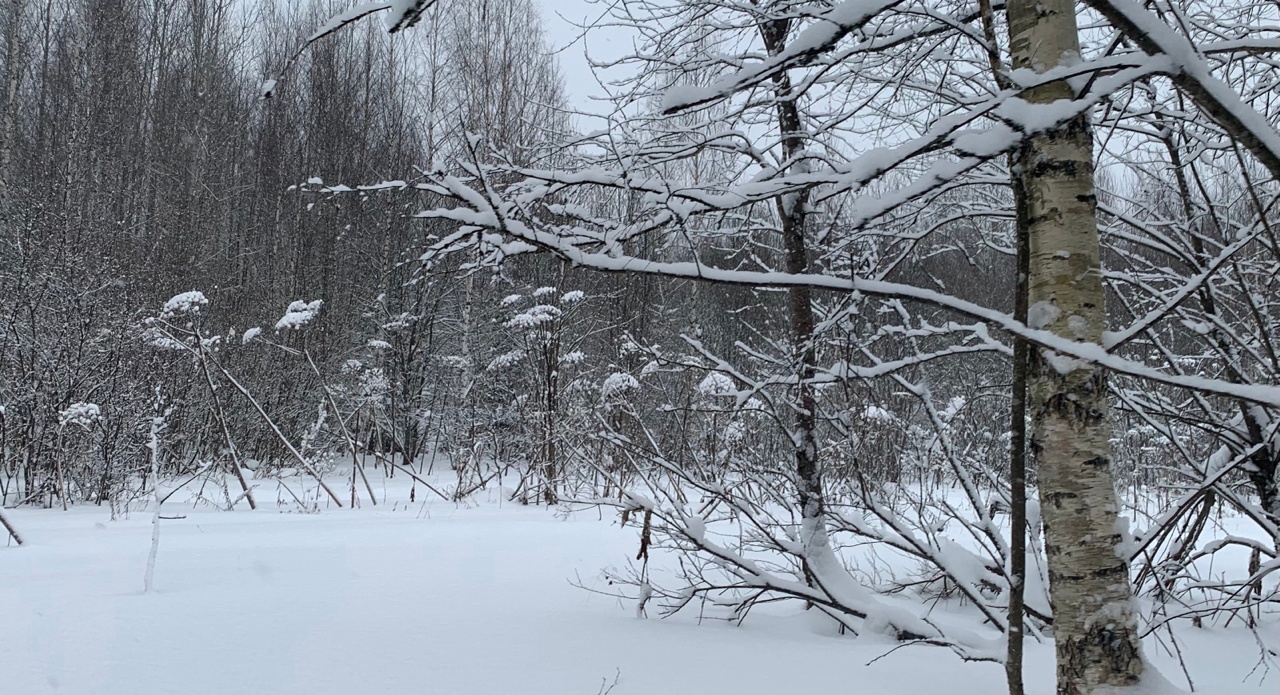 В лесу Костромской области спасли  умирающего от холода мужчину