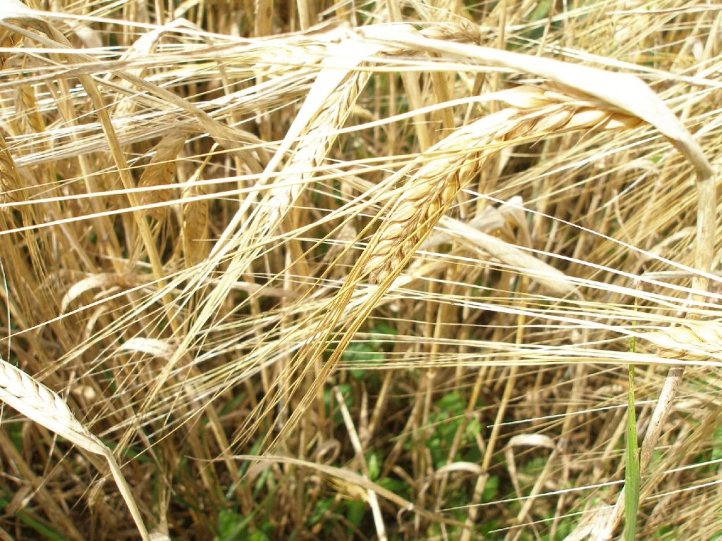 Костромским аграриям возместят часть затрат на производство зерна