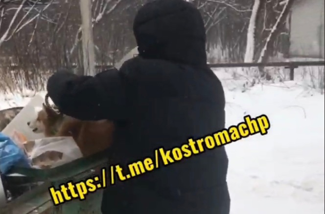 Невыносимая жестокость: живодер в Костроме до полусмерти избил собаку молотком