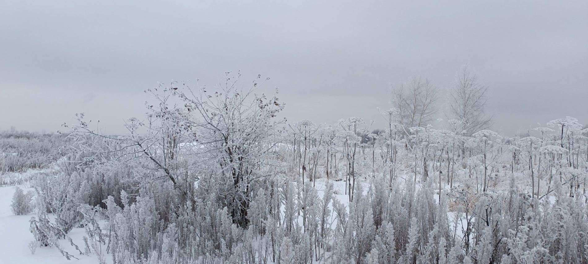 Аномальный холод заморозит все живое в Костромской области