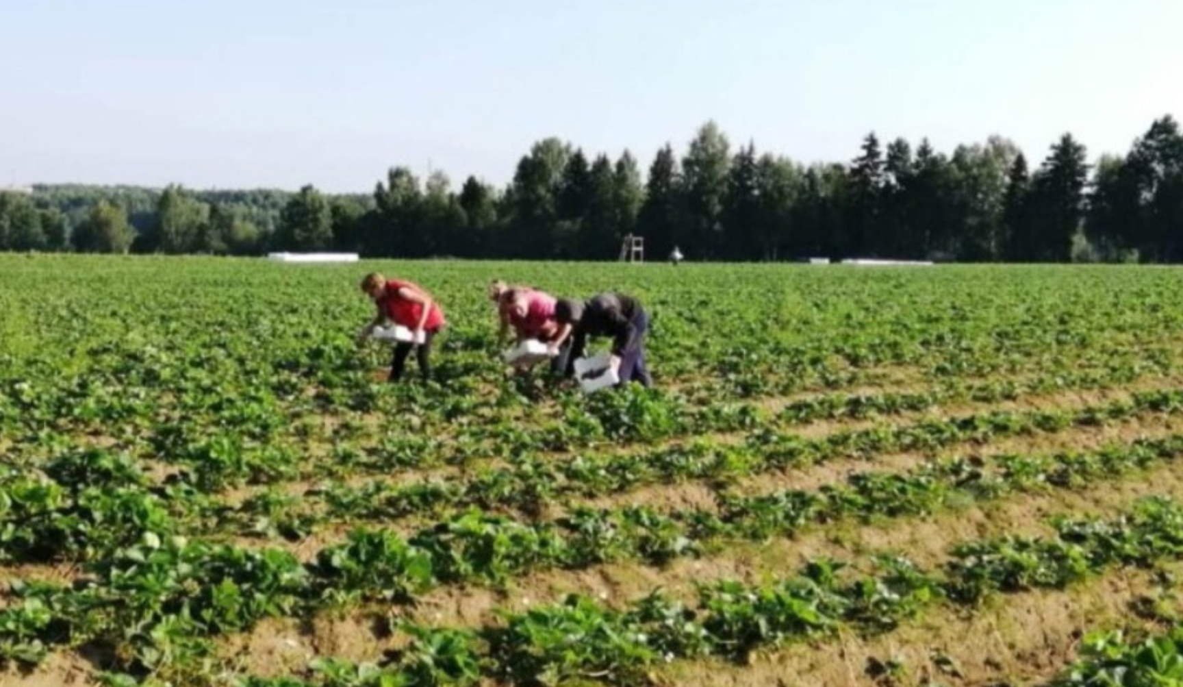В Костромской области активно вовлекаются в оборот земли сельхозназначения