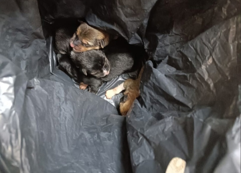 В Костроме живых щенят закинули в сугроб в завязанном пакете
