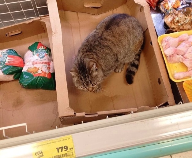 В костромском супермаркете работает кот