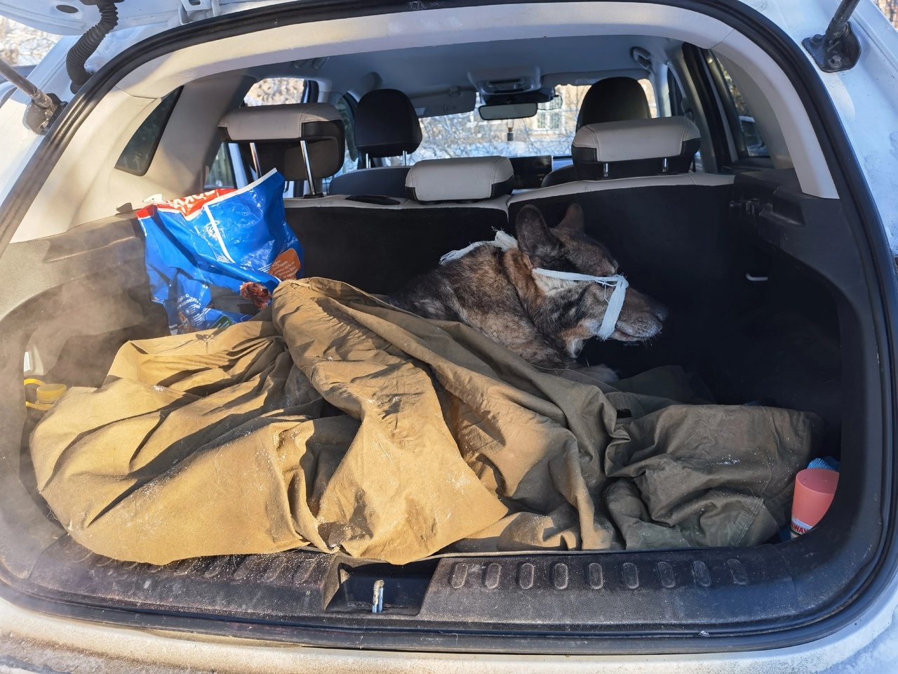 Костромичи собирают деньги на лечение сбитой машиной собаки