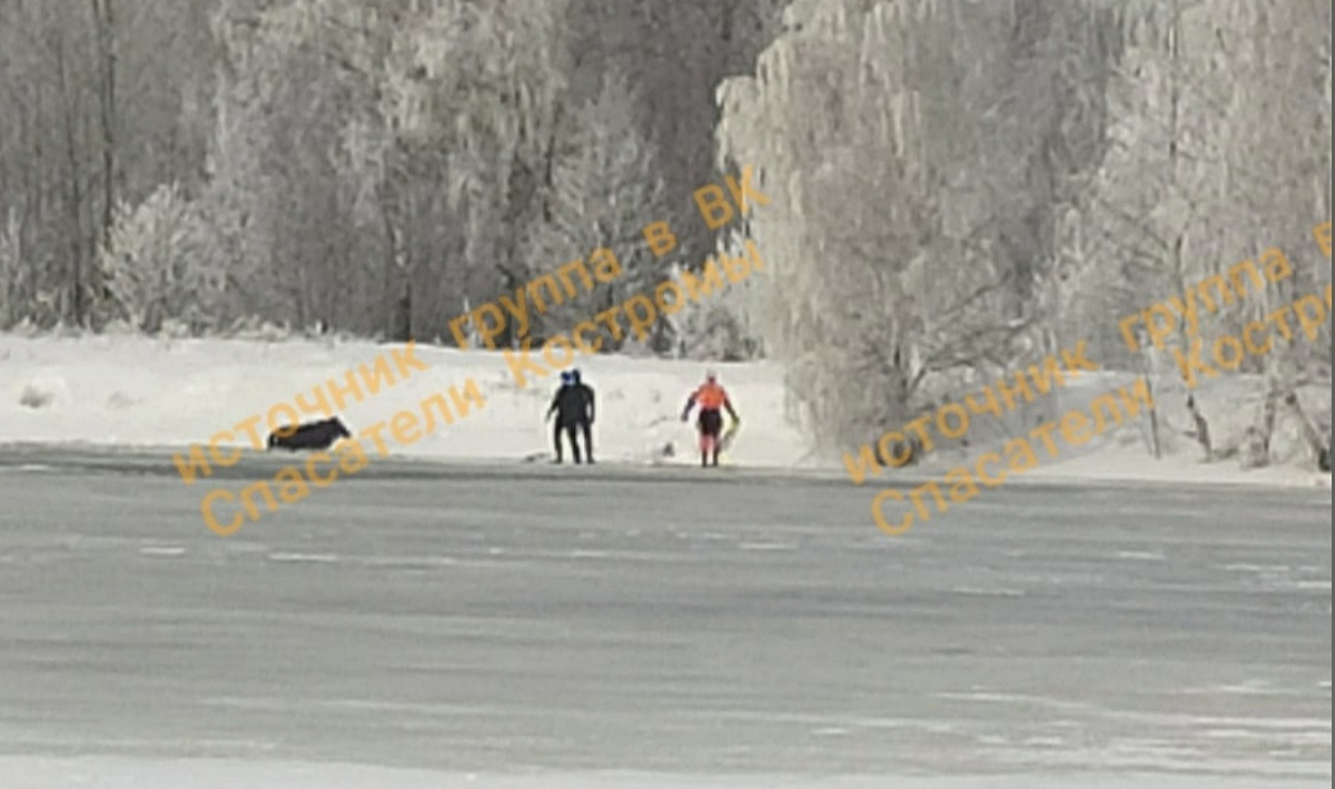Костромские спасатели вытащили провалившуюся под лед лосиху