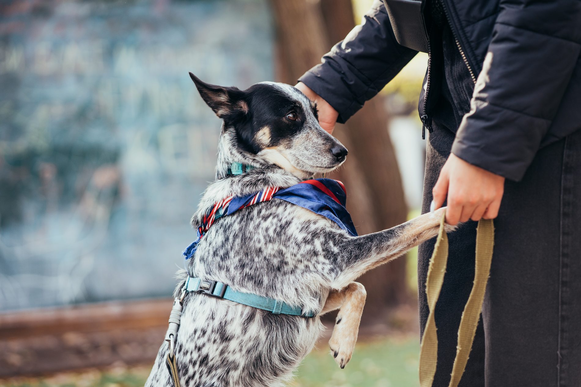 Собаки в парке Костромы будут танцевать и лечить