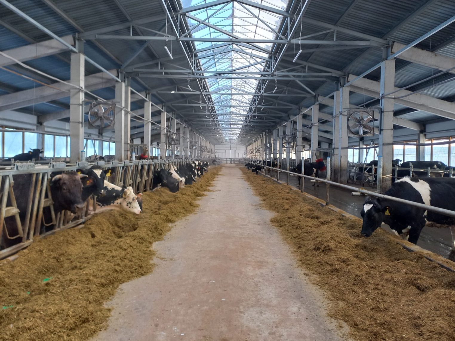 Молока станет больше: в Буйском районе реализуется проект «умной фермы»
