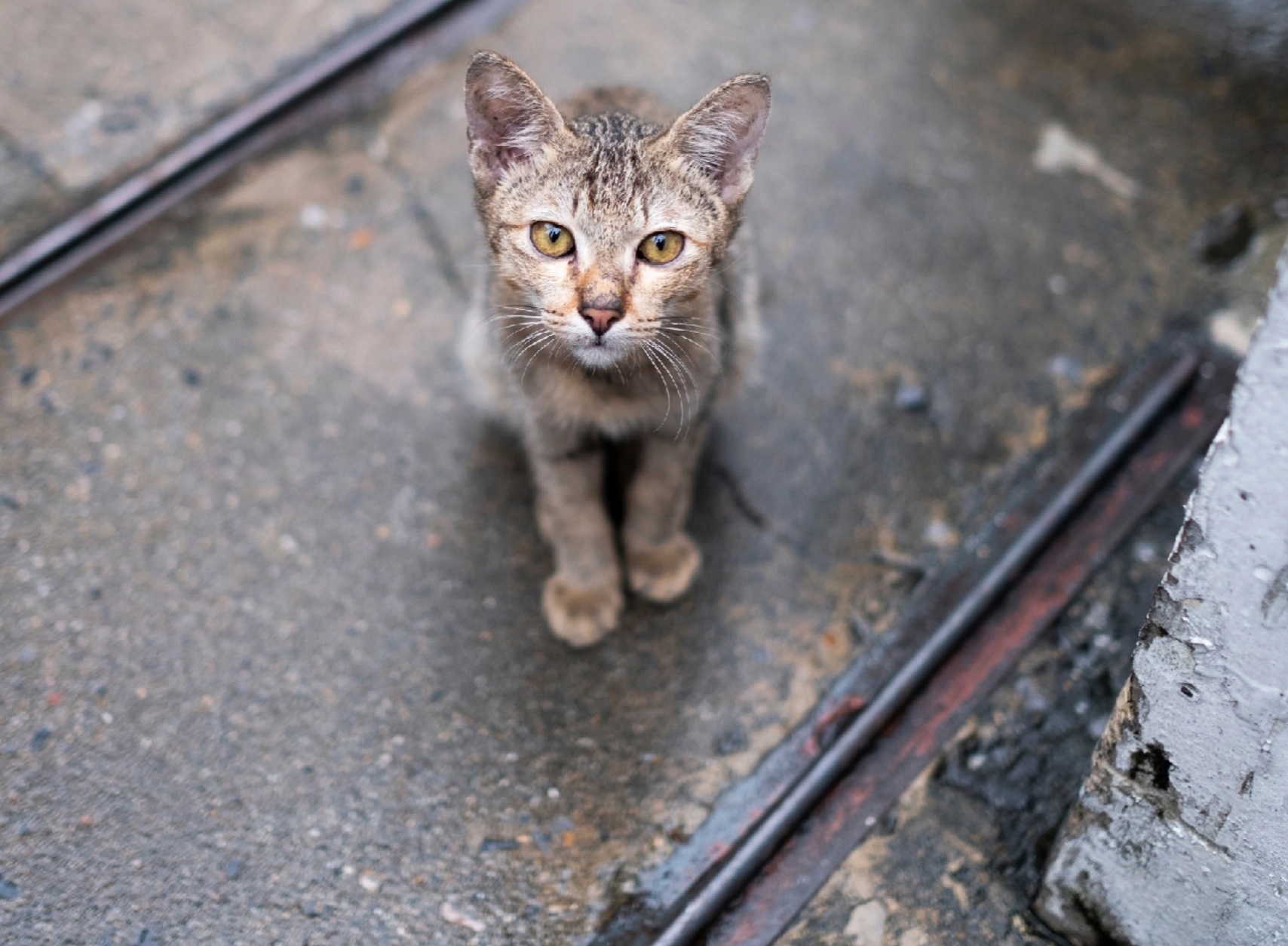 Кошки из центра передержки в Костроме рискуют оказаться на улице