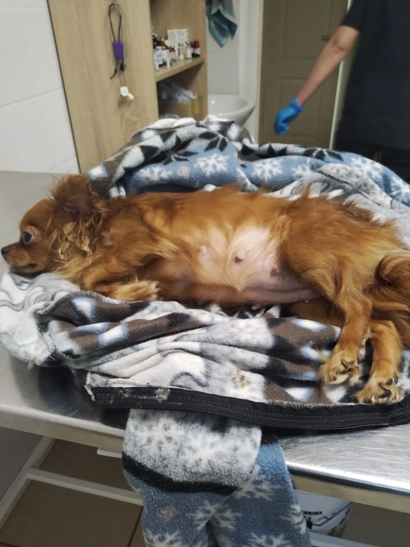 В торговом центре Костромы жестоко пострадала домашняя собака