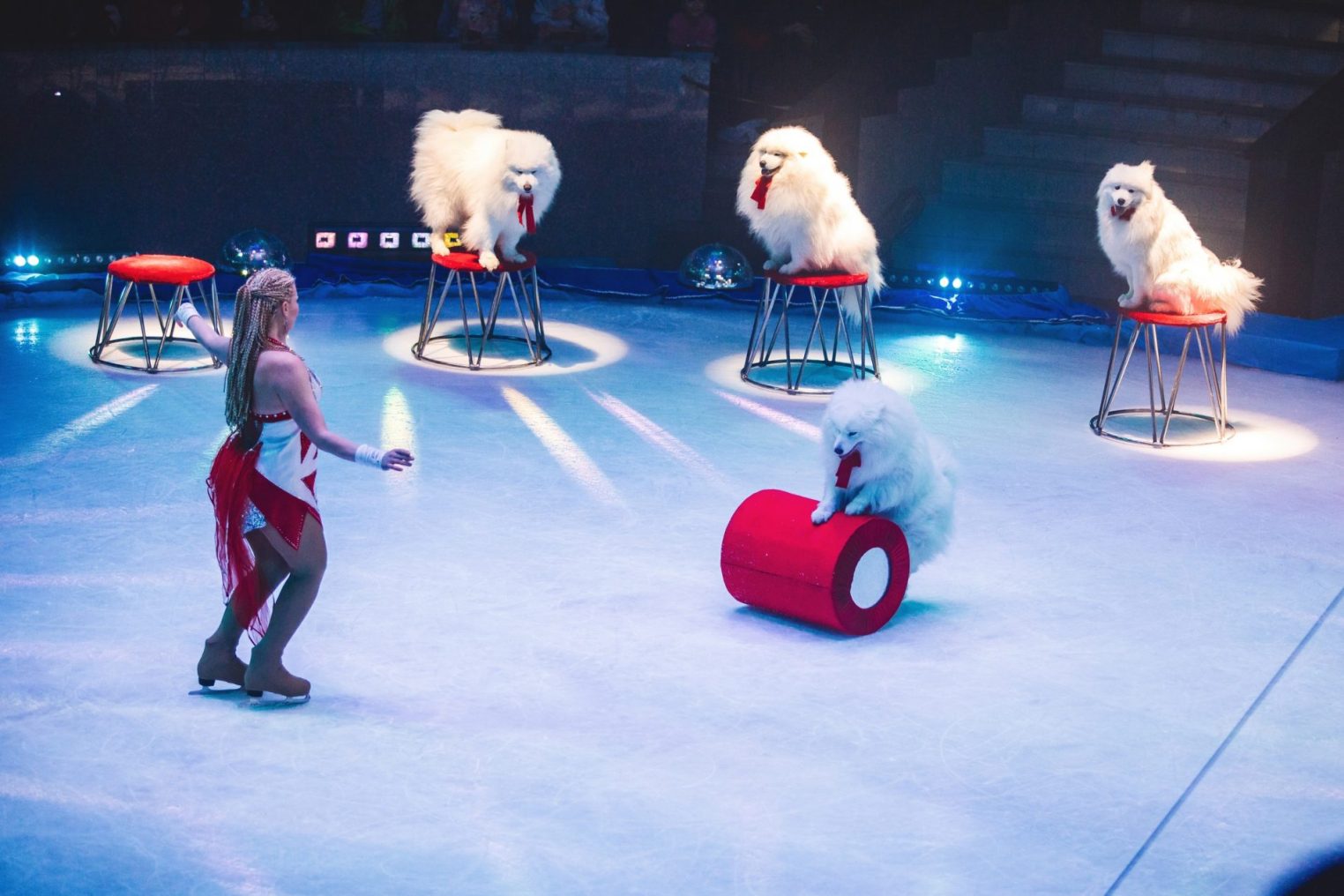 Костромичам представили уникальное ледовое шоу с белыми медведями