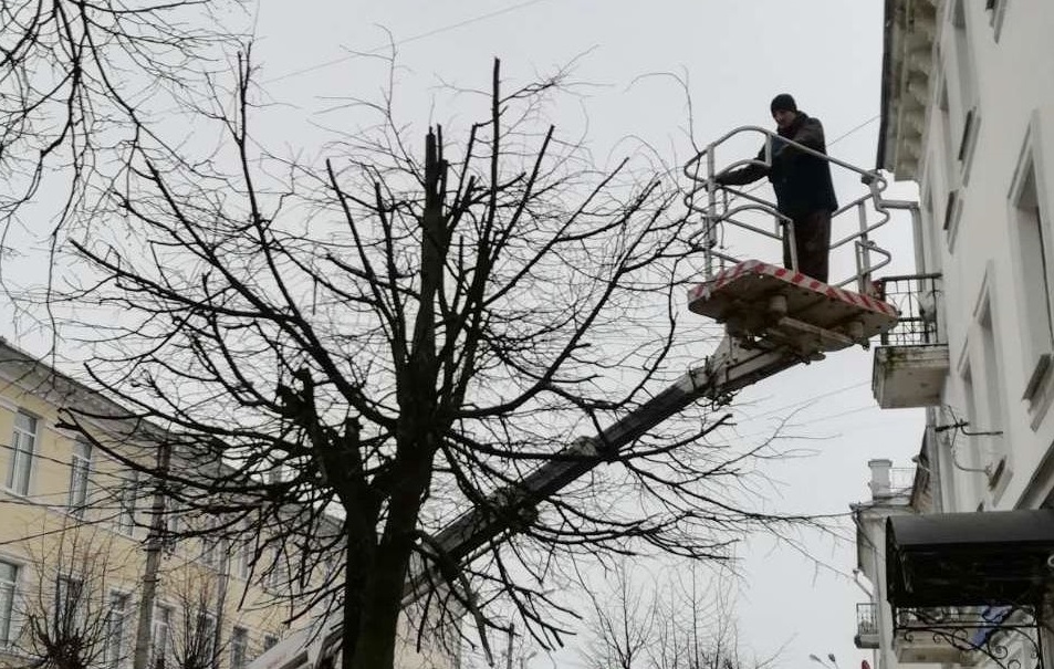 В Костроме открылась парикмахерская для деревьев