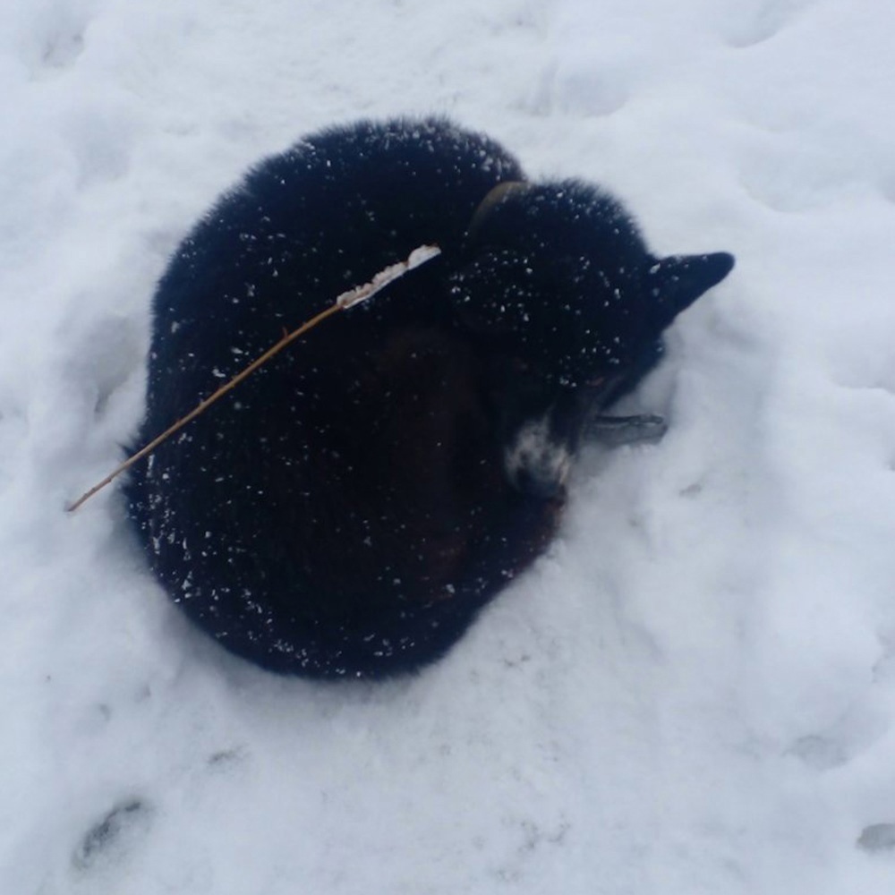 Костромичи помогли больной собаке спастись из снежной ямы