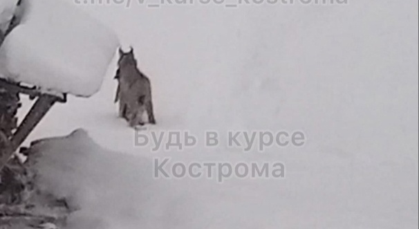 Рысь нагло утащила домашнего кота в Костромской области
