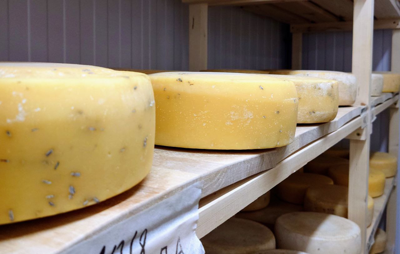 Ценителей необычных сыров в Костроме приглашают на бесплатную дегустацию