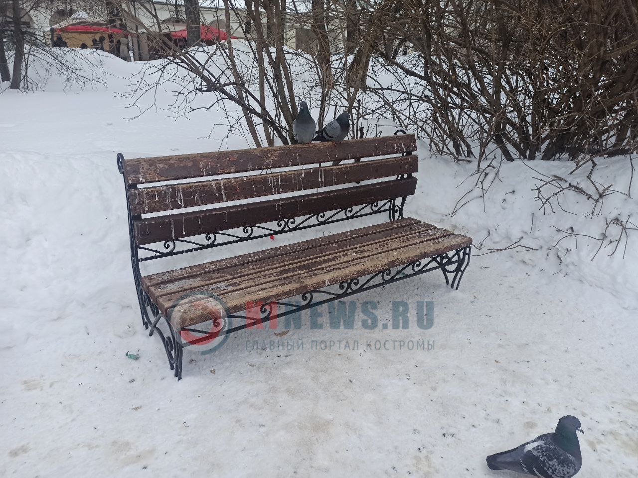 Голуби загадили все скамейки в центре Костромы