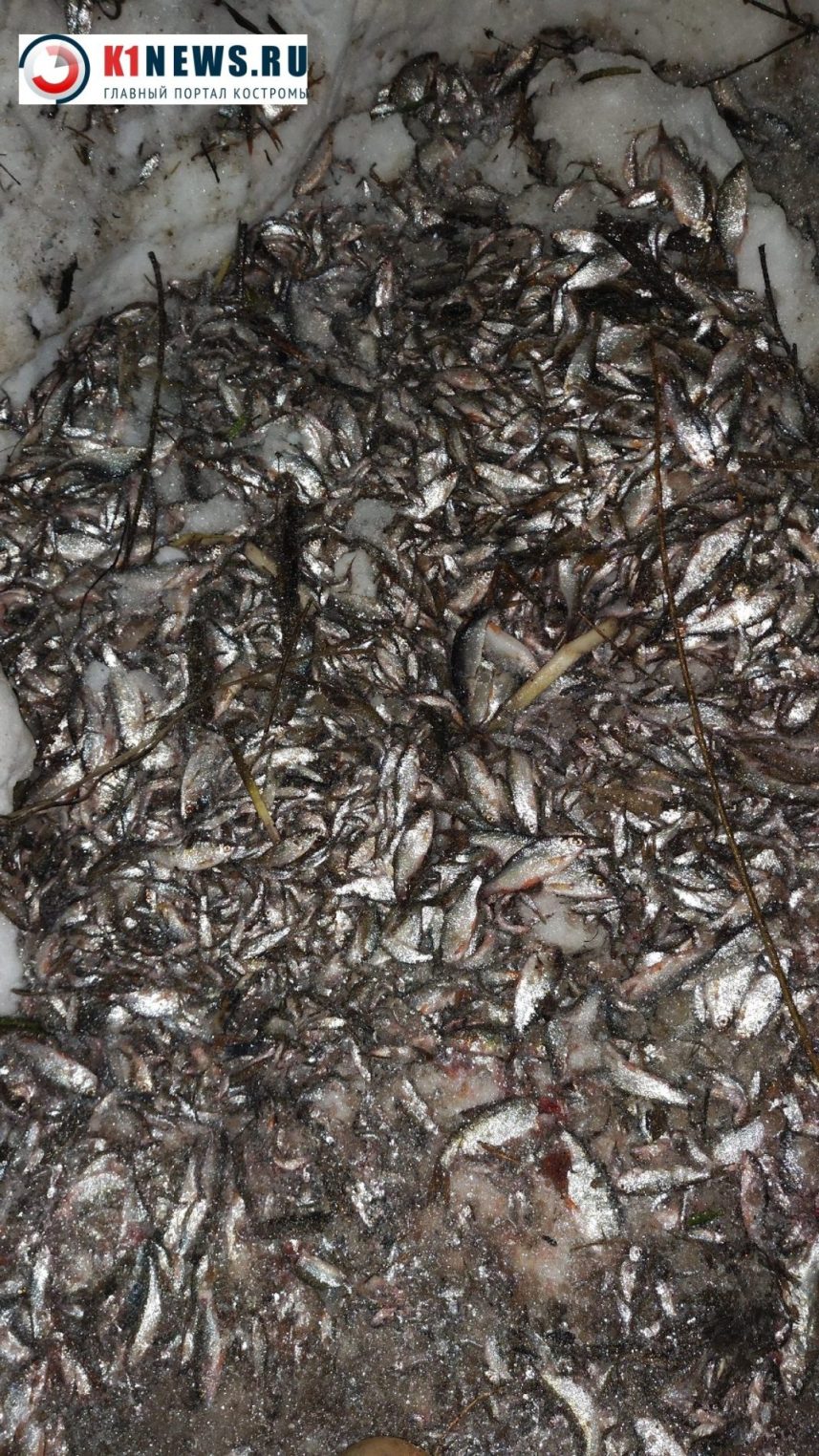Рыба массово выбросилась на берег реки в Костроме