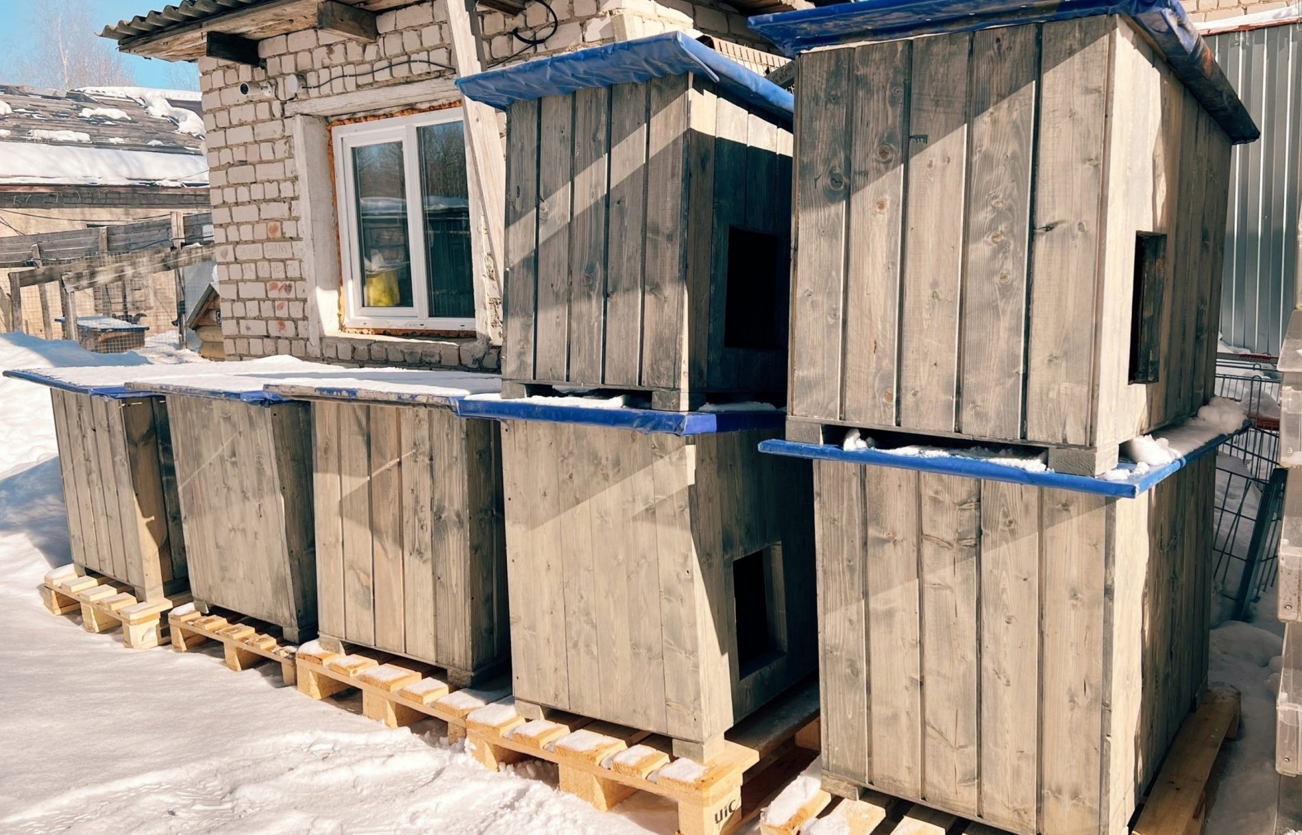 Костромичи построили для приютских собак новые домики
