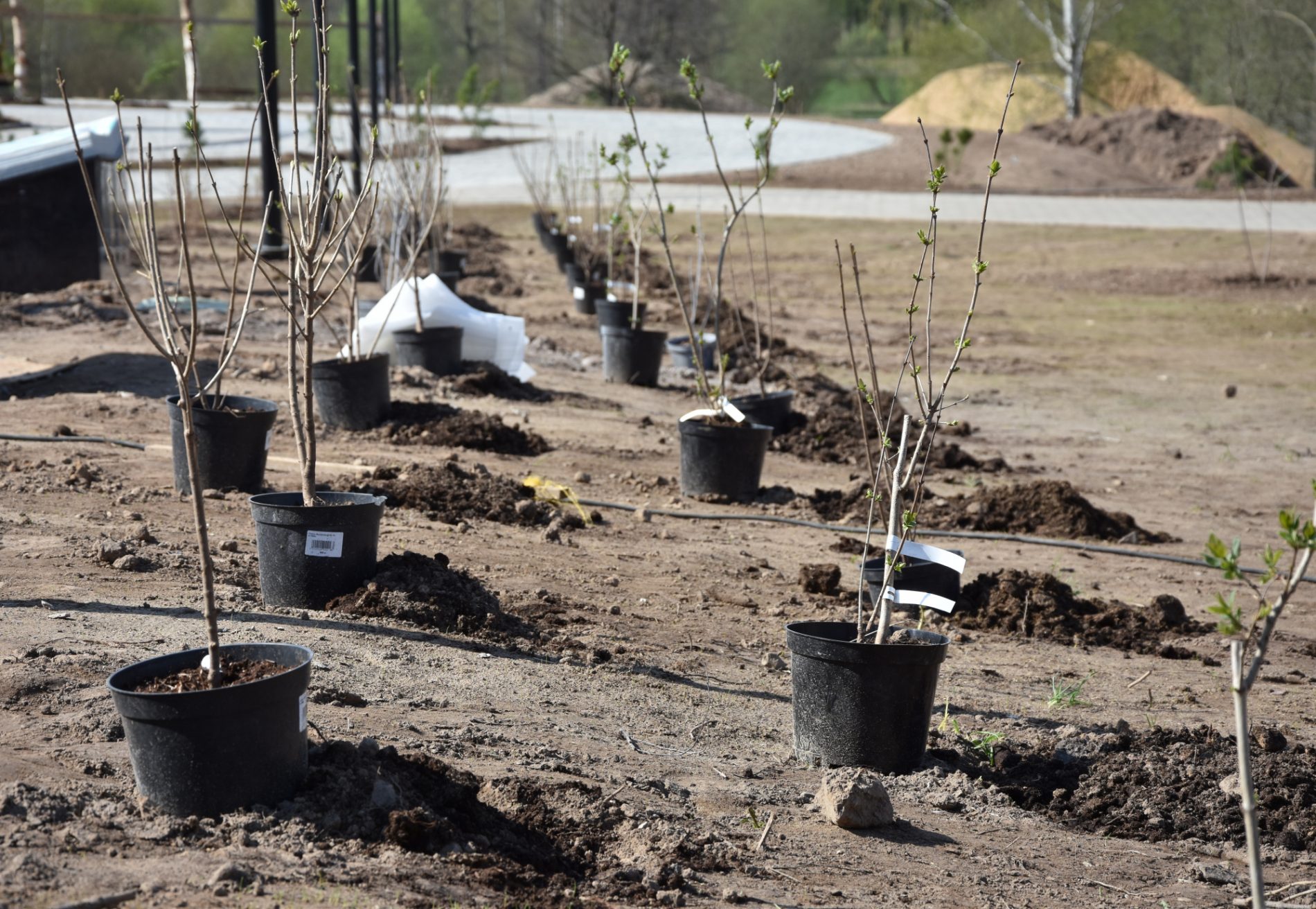 В Костроме высадят 1800 новых деревьев