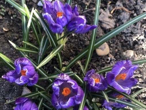 Костромичи находят все новые и новые разноцветные приметы весны