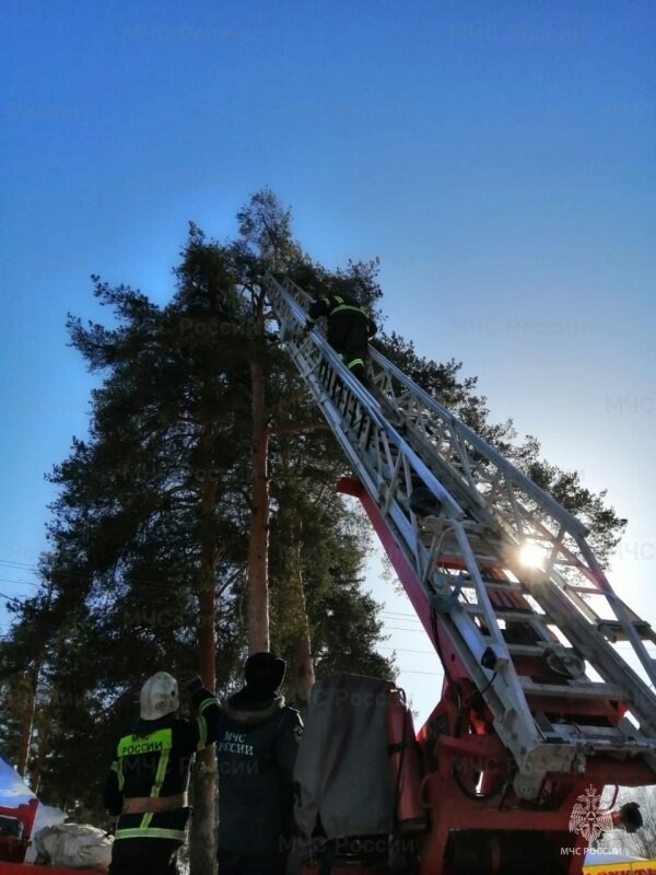 Костромские спасатели сняли с 30-метровой сосны кошечку