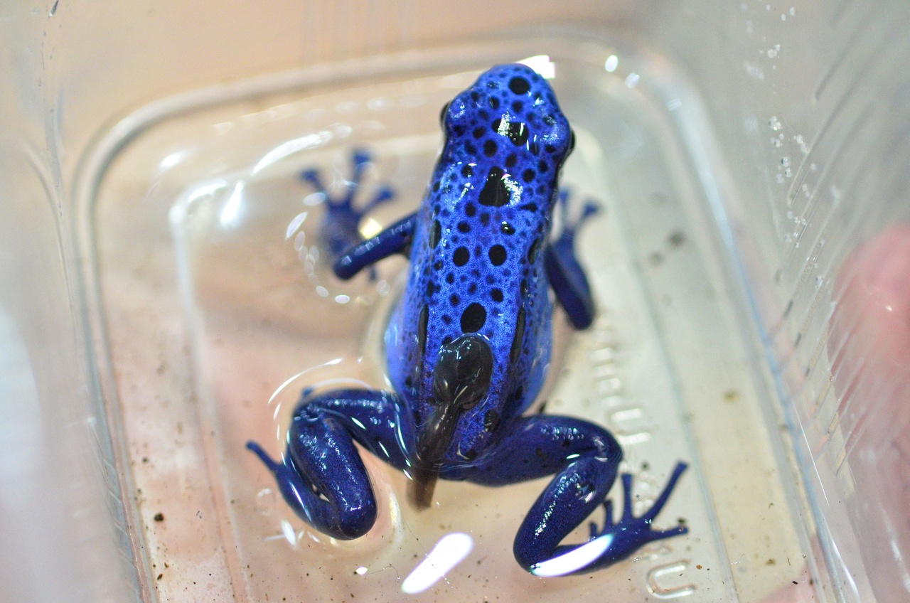 Голубые лягушки подпольно вывели потомство в Костромском экзотариуме
