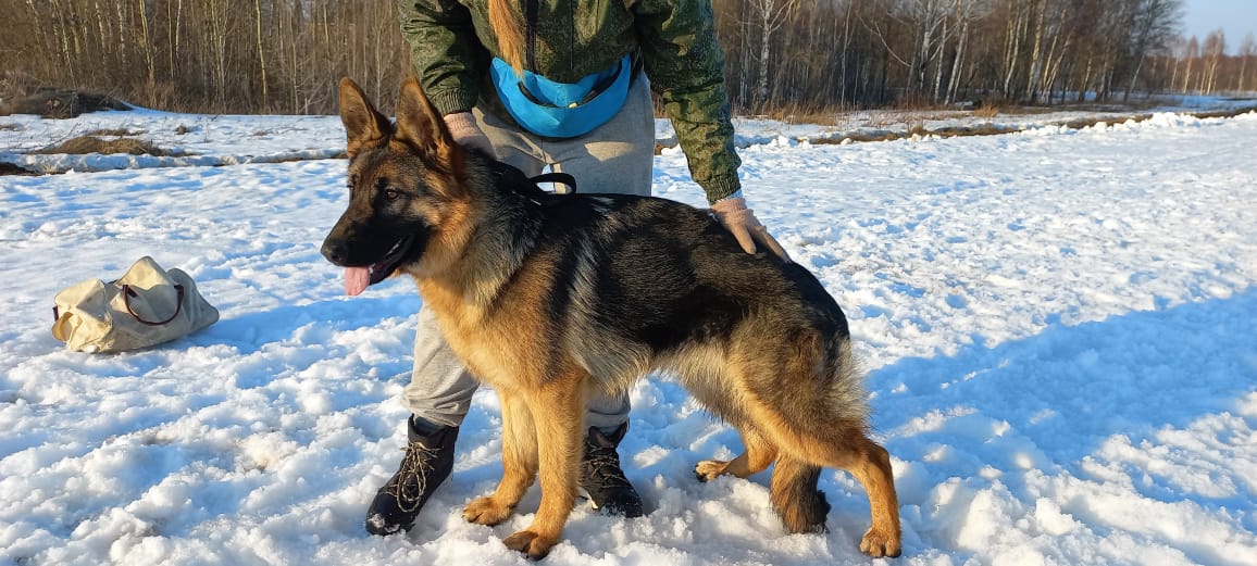 Служебный пес Данай ищет новых владельцев в Костроме