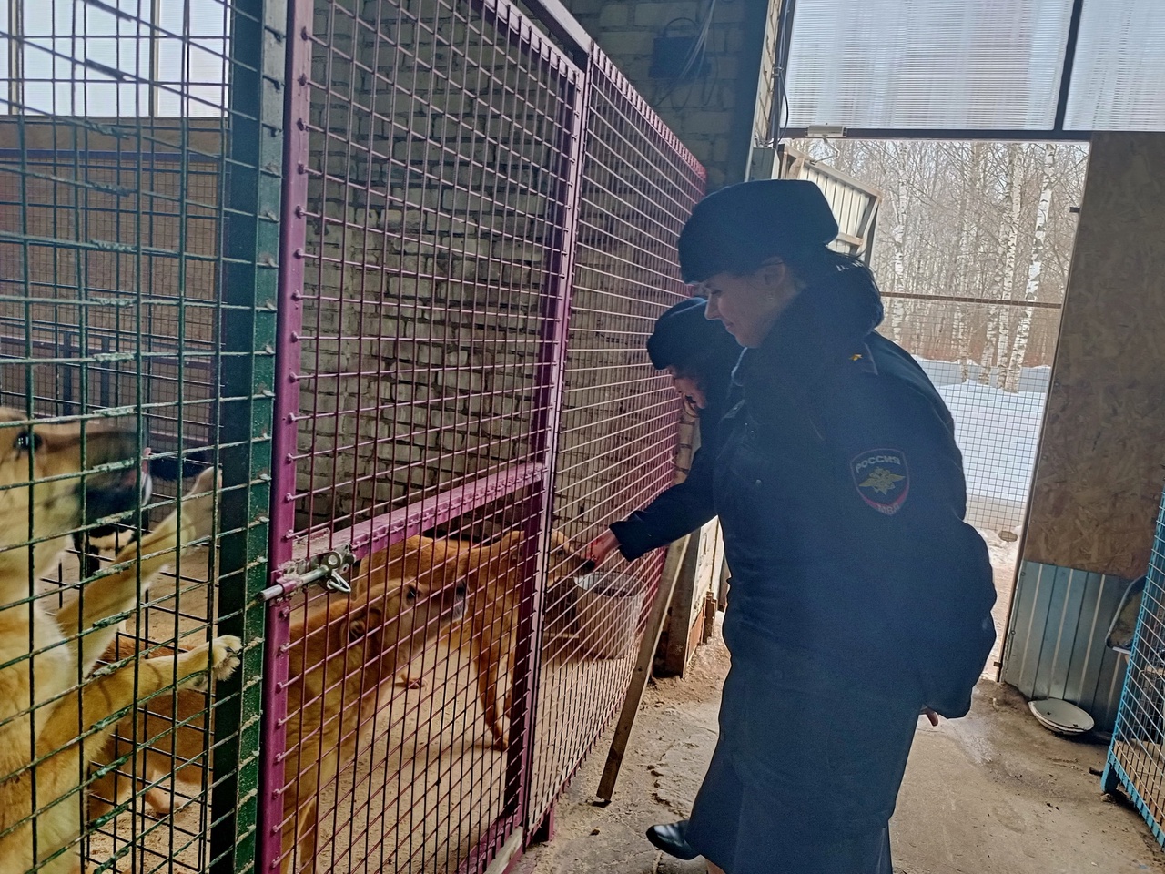 Костромские полицейские привезли угощение для бездомных кошек и собак