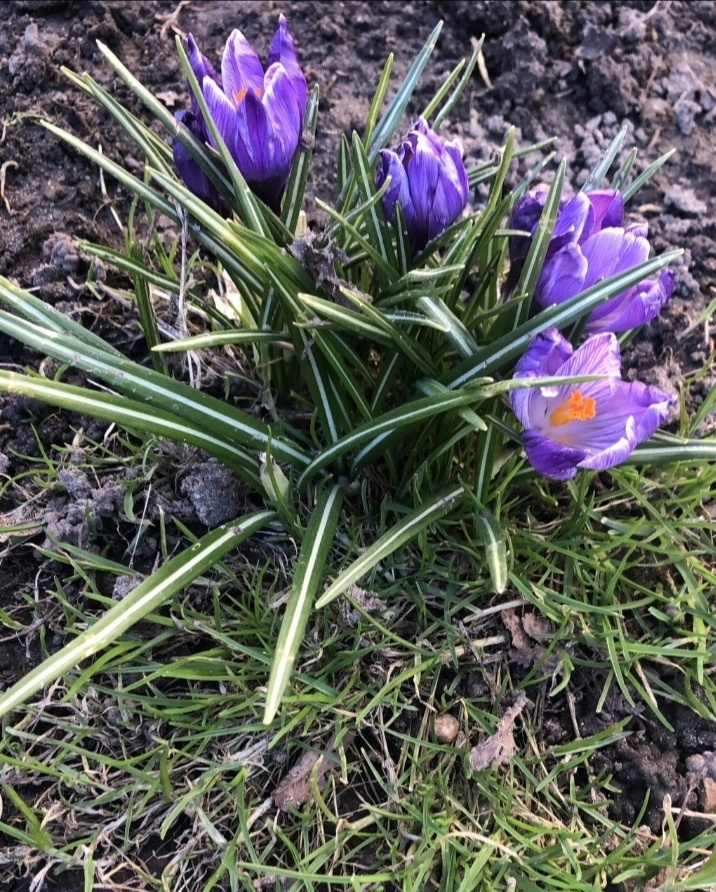Костромичи находят все новые и новые разноцветные приметы весны
