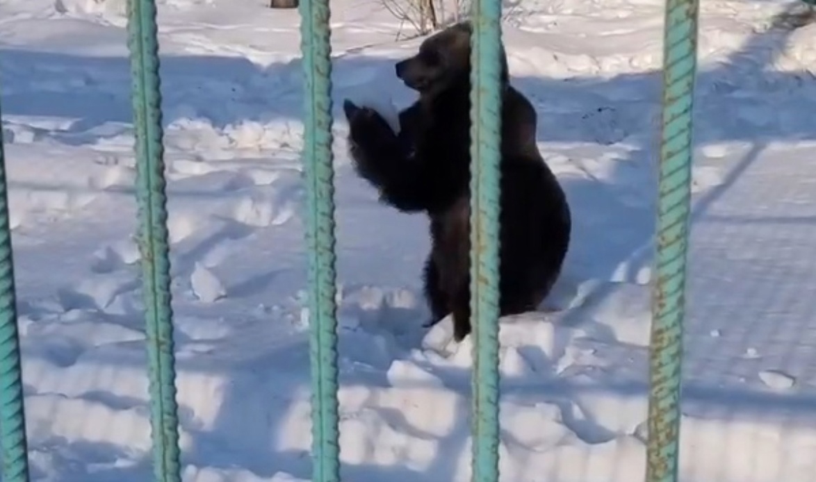 Медведица развлекала костромичей игрой в снежки. Видео