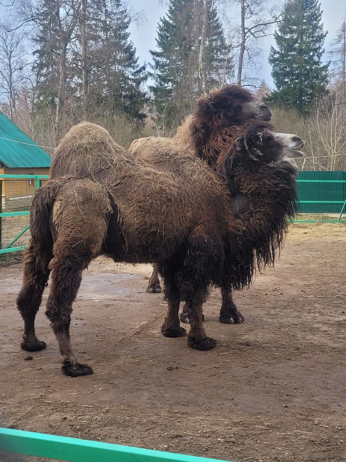 Плешивые звери костромского зоопарка на самом деле счастливы