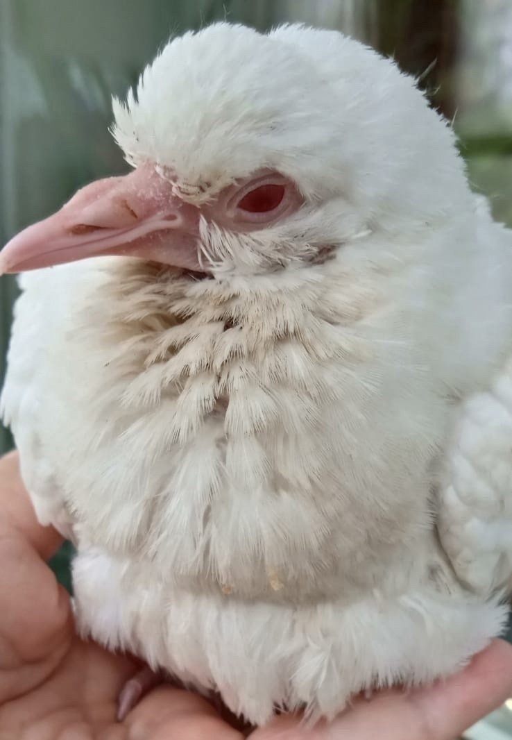 Неизвестную птицу-альбиноса приютила костромичка
