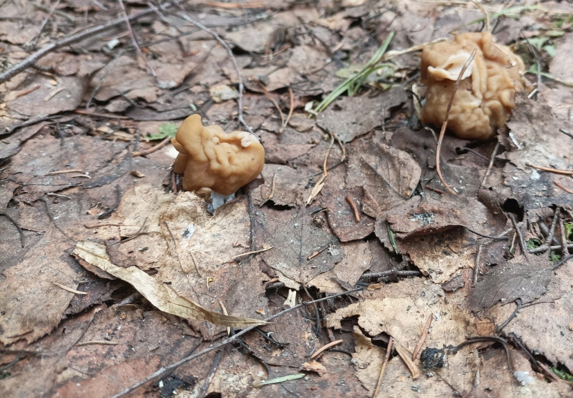 Первые грибы появились в костромских лесах