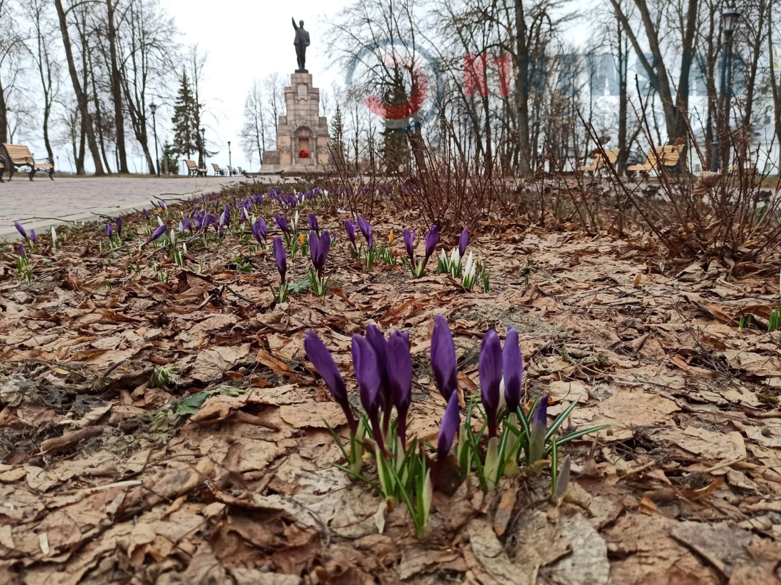 Смелые весенние цветы радуют костромичей в непогоду