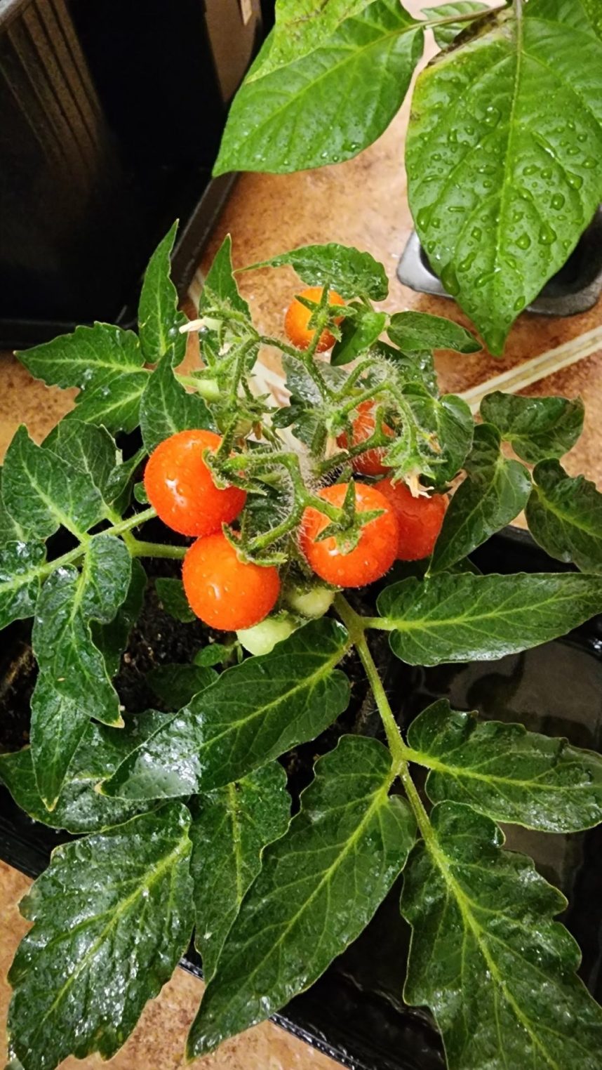 Костромичи уже собирают первый урожай помидоров