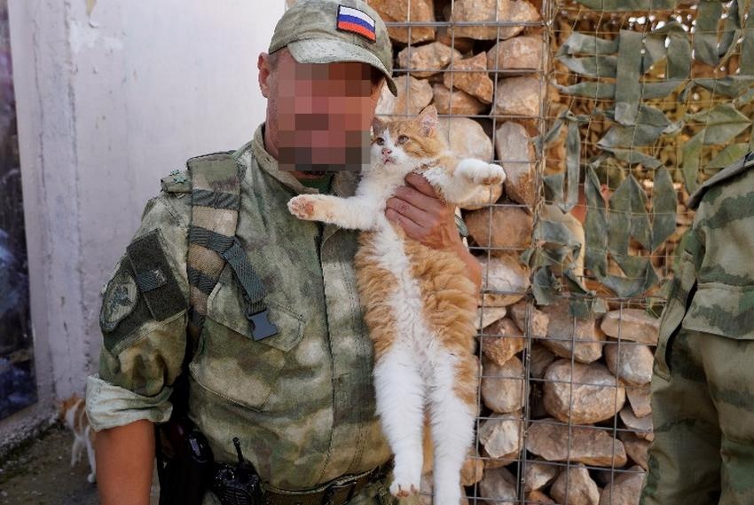 Копия военного кота из Сирии поселилась в костромском музее