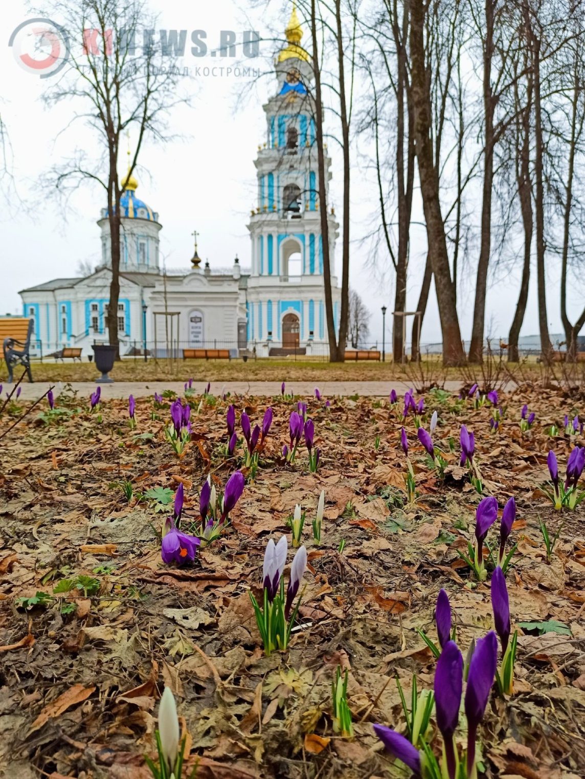 Смелые весенние цветы радуют костромичей в непогоду