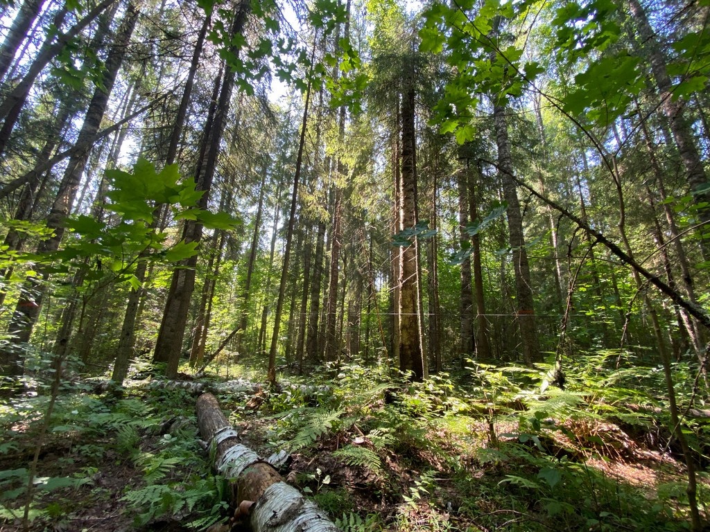 В костромских лесах за 40 лет сильно изменилась растительность