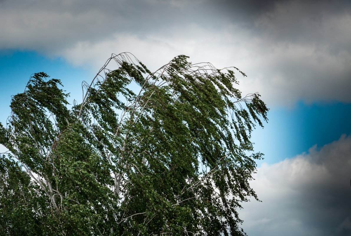 Опасность урагана в Костромской области сохраняется