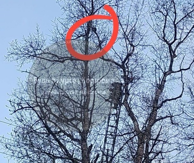 Отчаянную костромскую кошку снимали с дерева спасатели. Видео