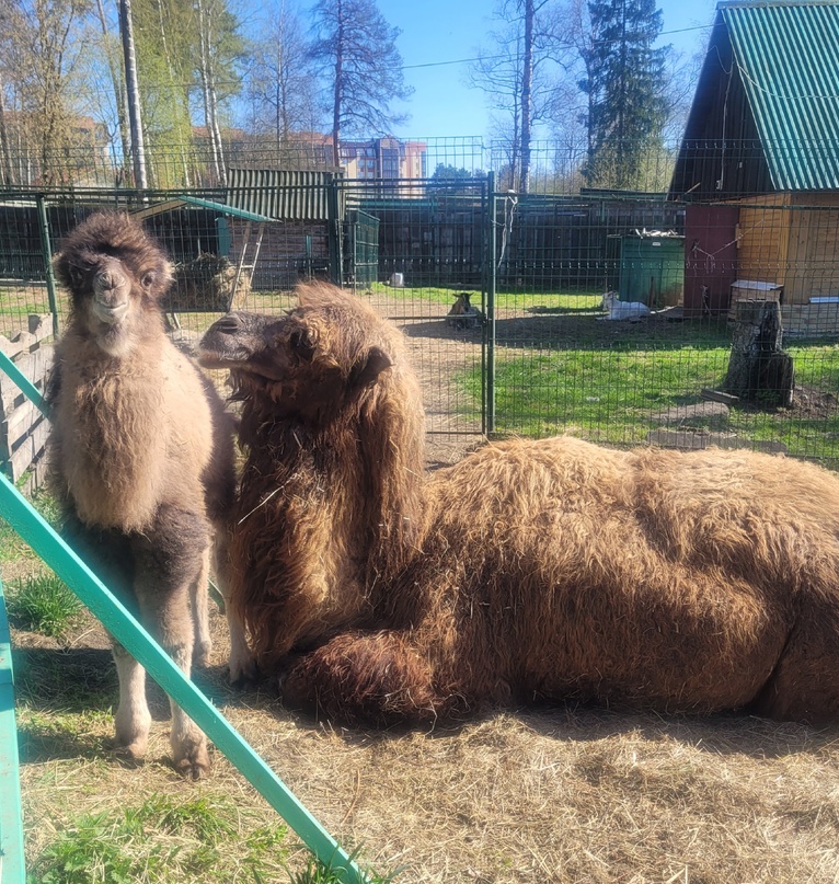 В костромском зоопарке на свет появился верблюжонок